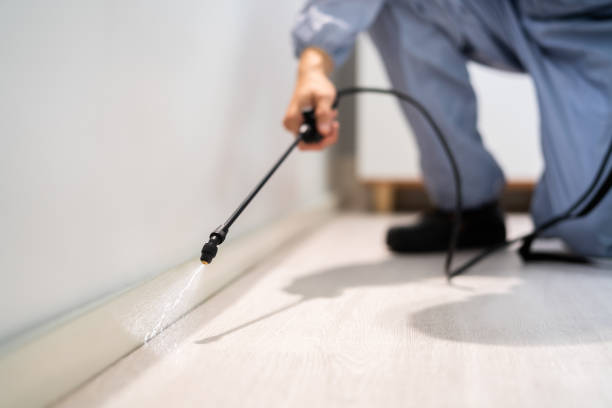 Best Wasp Removal Services  in Trenton, OH