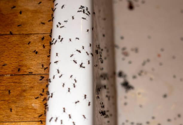 Best Wasp Removal Services  in Trenton, OH