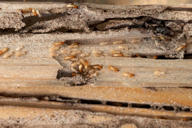 Best Cockroach Control Services  in Trenton, OH
